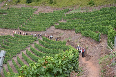 mosel_2015_3