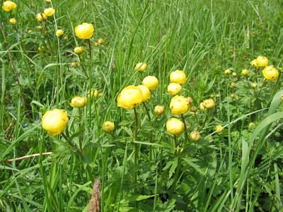 Trollblume